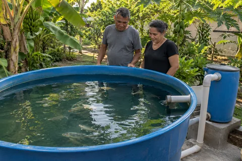 Cena ilustrativa de um casal observando um tanque de peixe no quintal